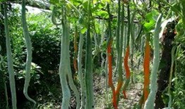 娱乐吃瓜酱竹子的生长速度,吃瓜酱竹子成焦点